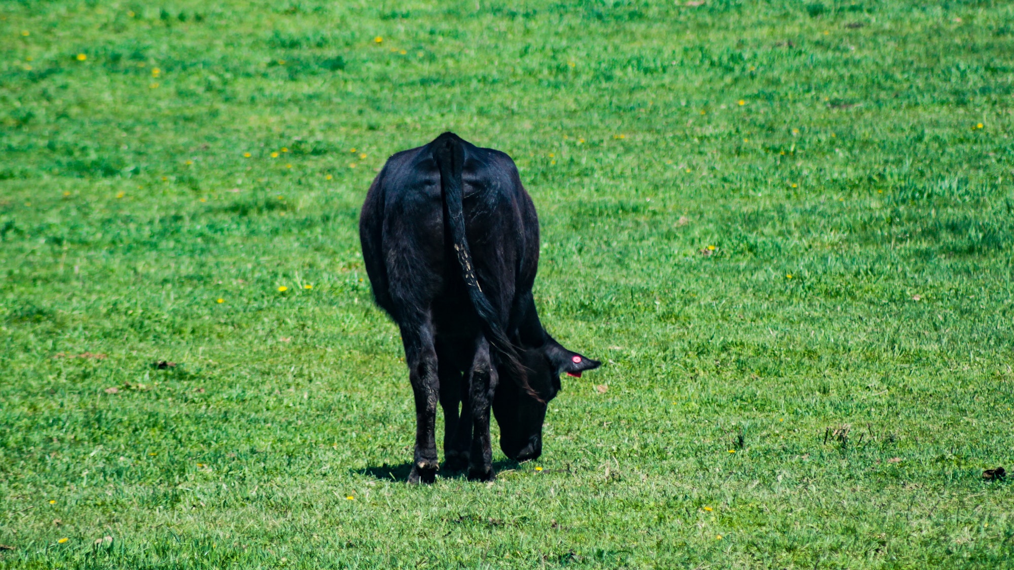 Black Beef Cow Butt from Behind
