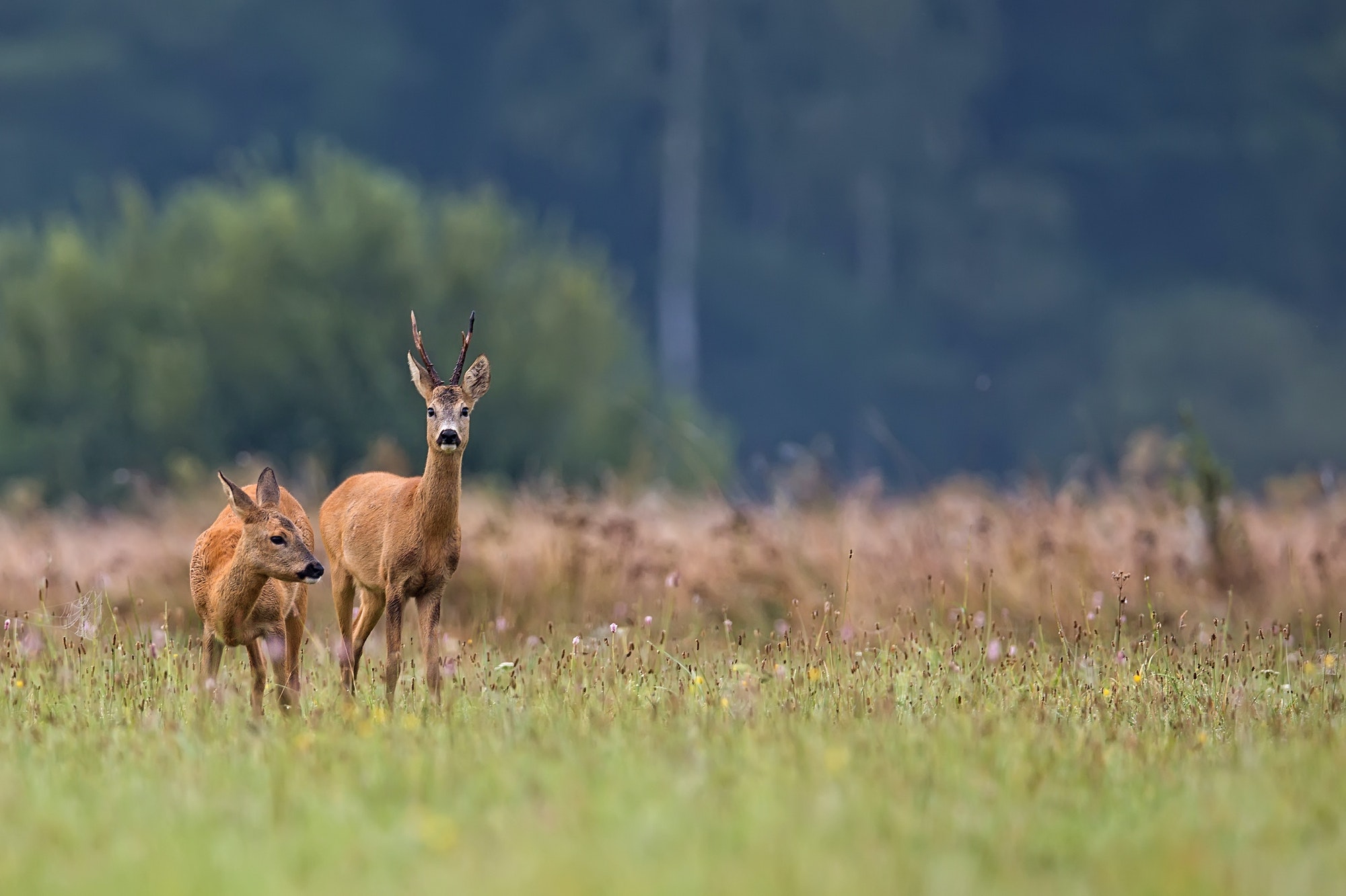 Buck deer with roe deer in a clearing